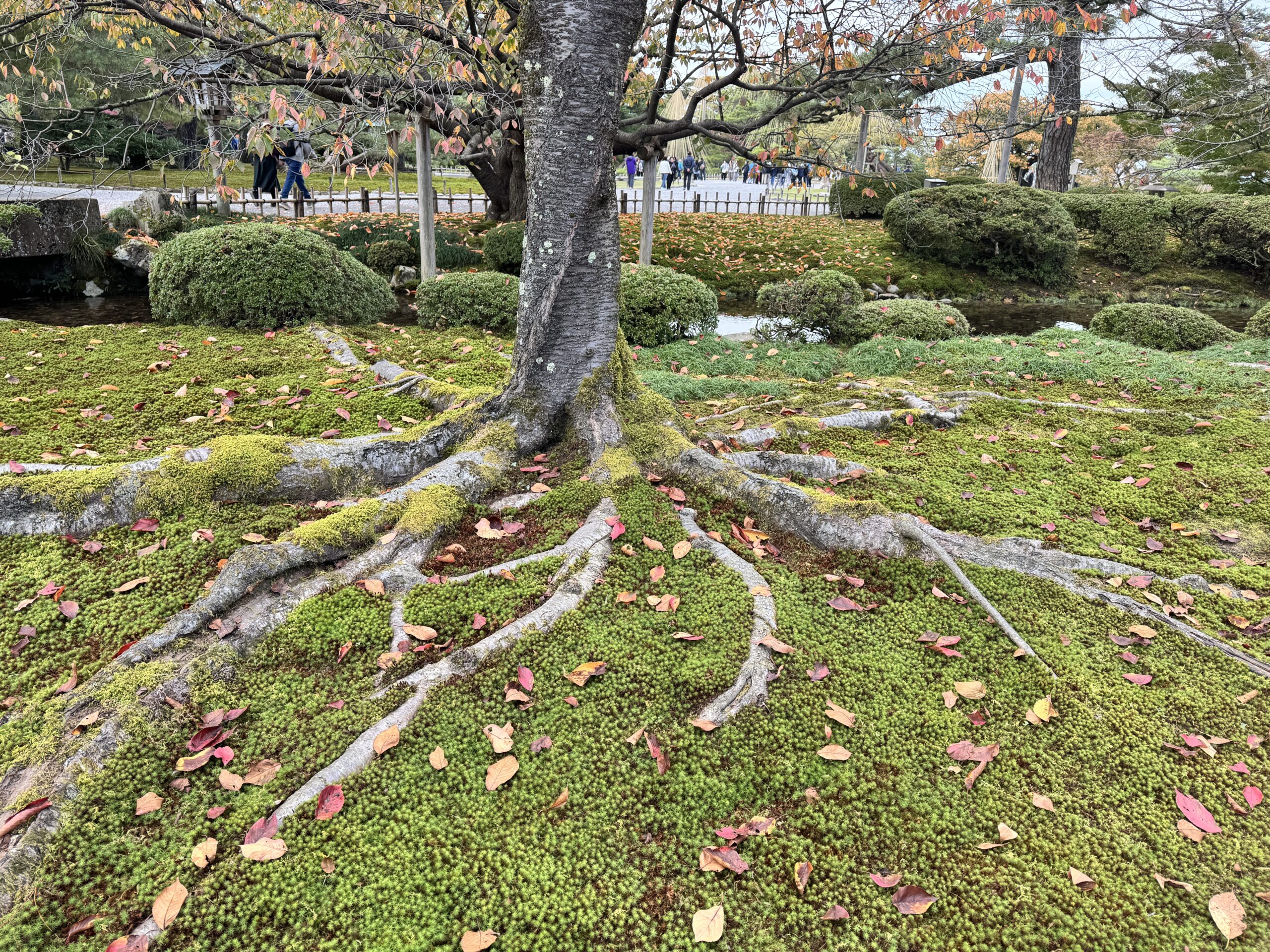 冬を迎える準備が美しい庭園|石川県金沢市の兼六園 | TEKUTEKUたびクラブ 冬を迎える準備が美しい庭園|石川県金沢市の兼六園 | TEKUTEKUたびクラブ